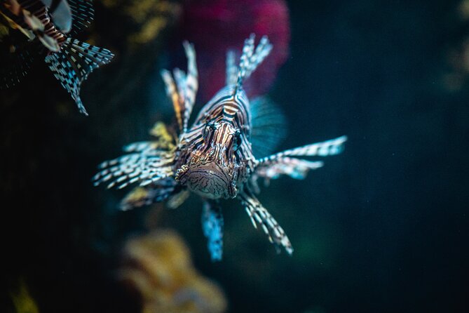 Malta National Aquarium Entrance Ticket - Main tank focus: black-tip sharks, zebra sharks, eels, and rays