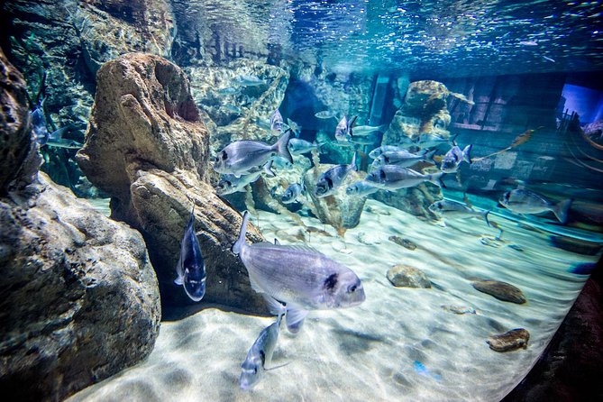 Malta National Aquarium Entrance Ticket - The 52-tank self-guided route: how to avoid feeling rushed