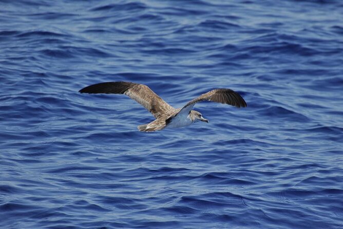 Private Marine Life Spotting - Dolphin watching EcoMarine Malta - Dolphin sightings aren’t guaranteed, but the effort is part of the experience