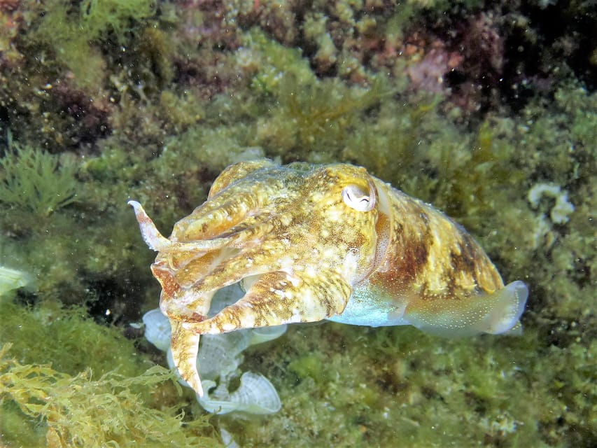 SSI Try Scuba Diving in the sea - Rules you must follow (and why they’re strict)