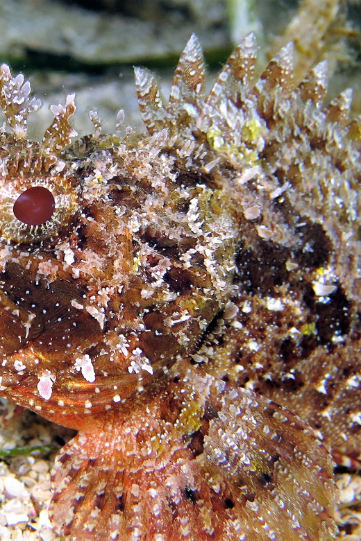 SSI Try Scuba Diving in the sea - Who this works best for