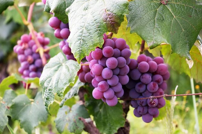 The Taste of Malta Artisan Wine Pairing - Starting at Malta Chocolate Factory in San Pawl il-Baħar