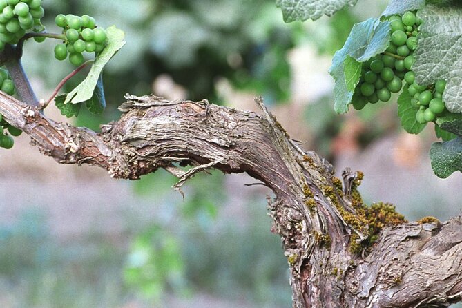 The Taste of Malta Artisan Wine Pairing - After the tasting: shop time at the chocolate factory