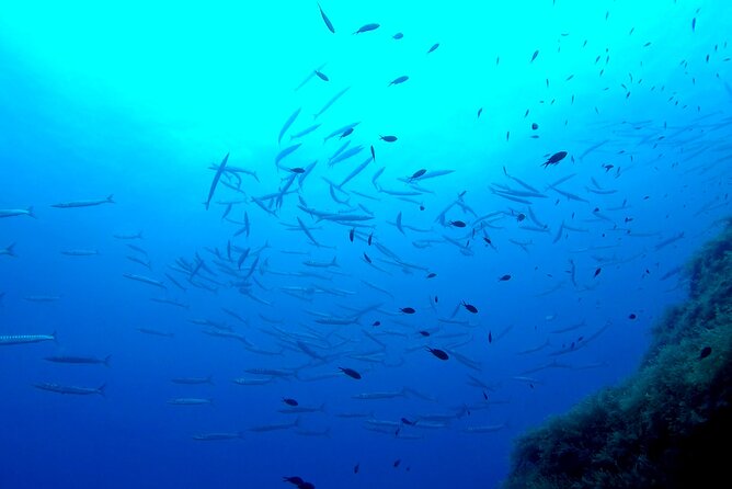 Two Morning Dives in Gozo for Certified Diver - Safety, staffing, and why small groups feel better